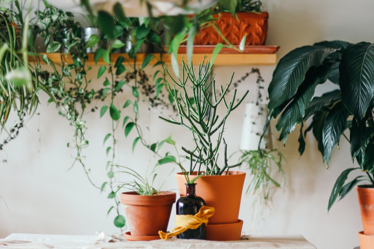 Jak dbać o rośliny w donicach?