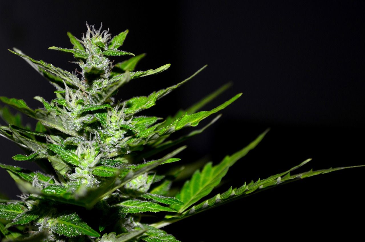 Jak rozpoznać żeńskie nasiona marihuany?